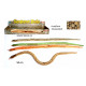 SERPENT EN BOIS DE 50CM